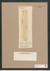 Pleurosigma capense Petit. (de-Toni-Nr.: Genus 13, Species 1057) Zeichnungen Sammlung Grunow Nr. 1905 (NHMW-BOT-W0369025)